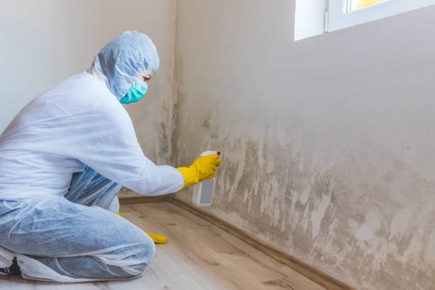 Best Attic Mold Removal  in Comstock Northwest, MI