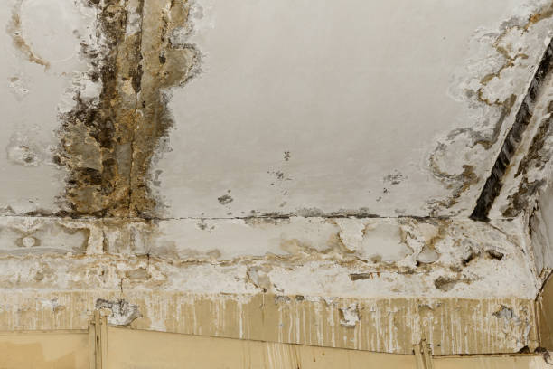 Best Real Estate Mold Inspection  in Comstock Northwest, MI