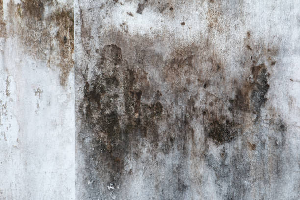 Best Residential Mold Inspection & Testing  in Comstock Northwest, MI