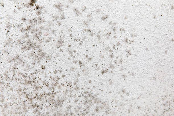 Dehumidification Services in Comstock Northwest, MI