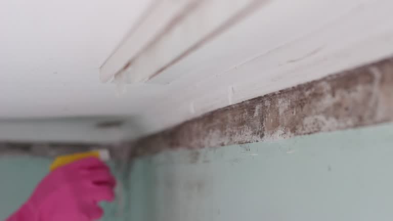 Best HVAC Mold Inspection and Cleaning  in Comstock Northwest, MI