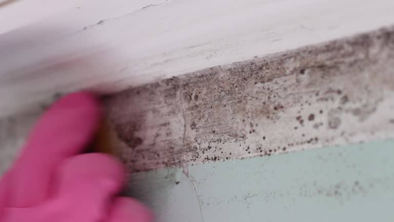 Best Mold Documentation for Insurance Claims  in Comstock Northwest, MI